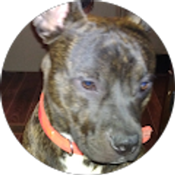 Profile photo of Johnny paw