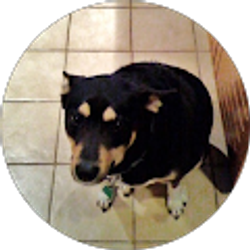 Profile photo of Adam Levine