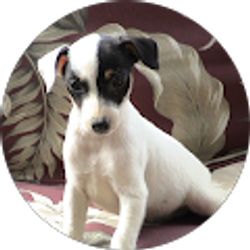 Profile photo of Leah Sherbrooke