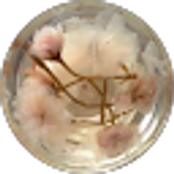 Profile photo of Alyana
