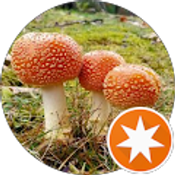 Profile photo of popsomali