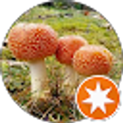 Profile photo of popsomali