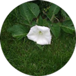 Profile photo of Jennifer Whitfield