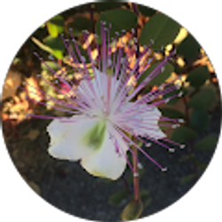 Profile photo of Lia Boscolo