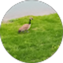 Profile photo of Steven Hong