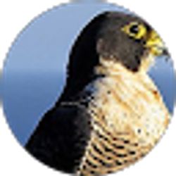 Profile photo of Herut Abku Ra