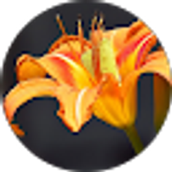 Profile photo of Orange Tiger Lily Lane