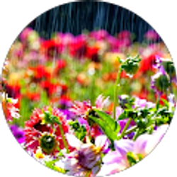 Profile photo of Sheila Rizzo