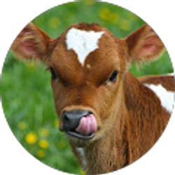 Profile photo of Joseph Gill