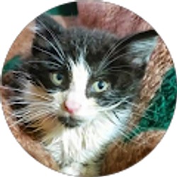 Profile photo of Jerry Pruitt