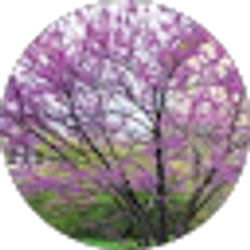 Profile photo of melinda Mcallister