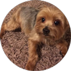 Profile photo of Ulma Isabel Polo