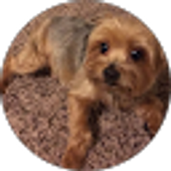 Profile photo of Ulma Isabel Polo