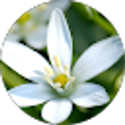 Profile photo of Yan Kwong