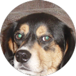 Profile photo of D Covert