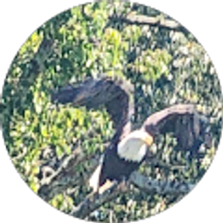 Profile photo of C Wedding