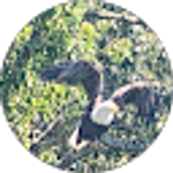 Profile photo of C Wedding