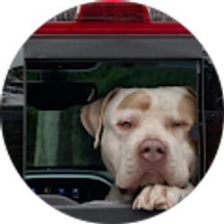 Profile photo of Antonio Mendez