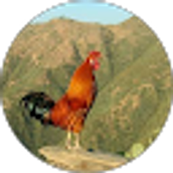 Profile photo of Amanuel alem