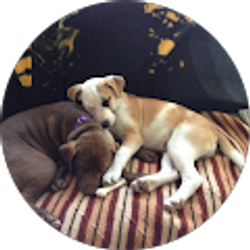 Profile photo of Donna Giansanti