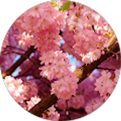 Profile photo of Tami Wellman