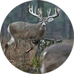 Profile photo of Byron Ladner