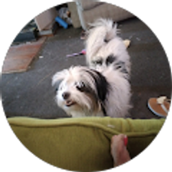 Profile photo of Sharon Harper