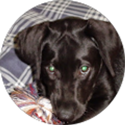 Profile photo of Shawn Wilson