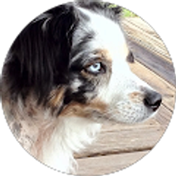Profile photo of Tim Monroe