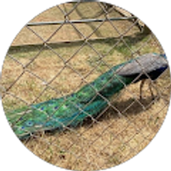 Profile photo of Jalea Hollowell