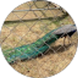 Profile photo of Jalea Hollowell