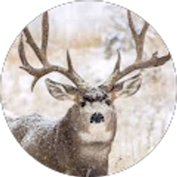 Profile photo of Ryan Wilson