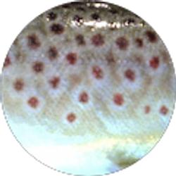 Profile photo of Jody McClymont