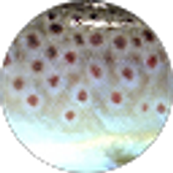 Profile photo of Jody McClymont