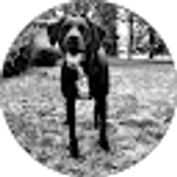 Profile photo of Steven Trom