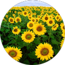 Profile photo of Maria A