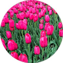 Profile photo of Julia Sanchez