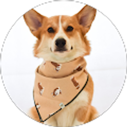 Profile photo of Chesney Corgi