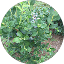 Profile photo of Yue Ren