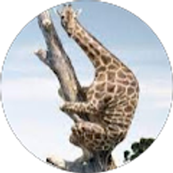 Profile photo of Reece Gilbert