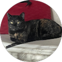 Profile photo of Luis Del Arroz