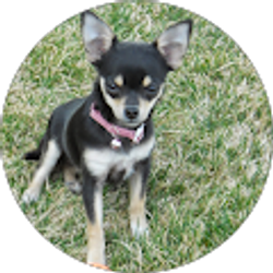 Profile photo of Denise McCutcheon