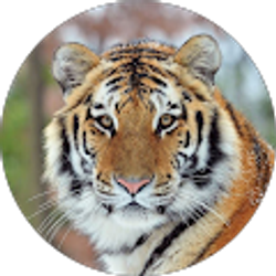 Profile photo of Norma Espeleta