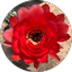 Profile photo of Leona Nichols