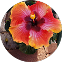 Profile photo of Patricia Grisales