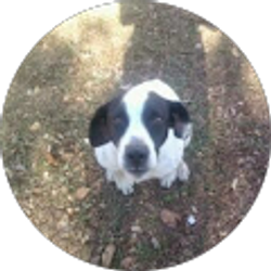 Profile photo of Amber Shoults