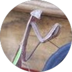 Profile photo of Lisa Giannini