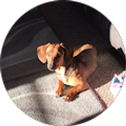 Profile photo of Mayra Gonzalez