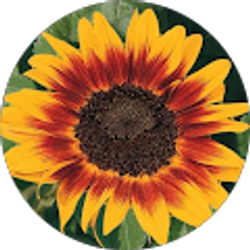 Profile photo of Sasha Olson