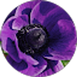 Profile photo of Paula Bierle